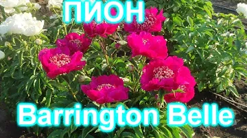 Barrington Belle (Баррингтон Белл)