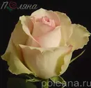 Ла Бэль (La Belle)