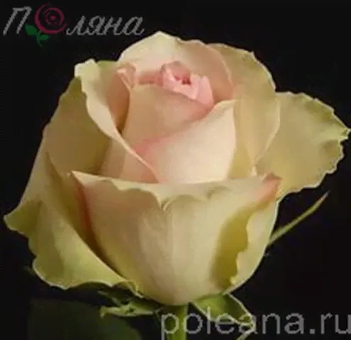 Ла Бэль (La Belle)-0