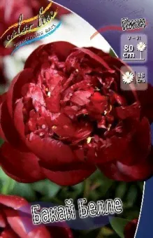 Пион молочноцветковый Buckeye Belle (C3-C5)-0