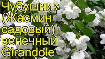 Чубушник венечный Жирандоль. Краткий обзор, описание характеристик philadelphus coronarius Girandole