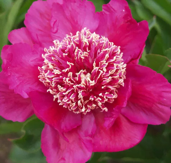 Пион Баррингтон Белль 'Barrington Belle'-0