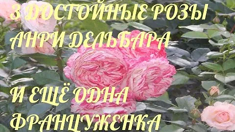 ТРИ РОЗЫ ДЕЛЬБАРА,цветение,характеристики.И Сюрир дю Гавр.