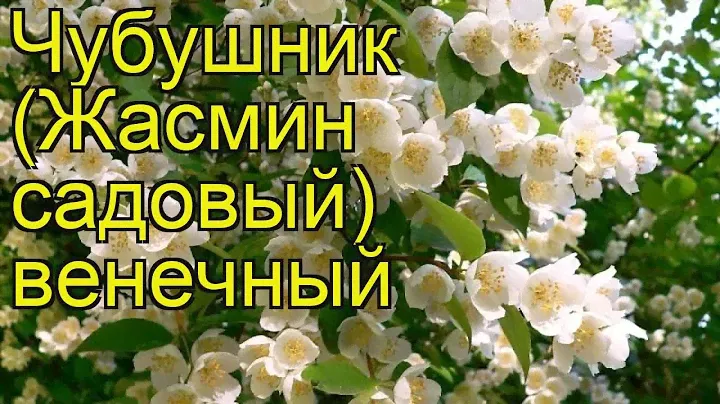 Чубушник венечный. Краткий обзор, описание характеристик philadelphus coronarius