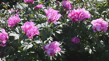 First Arrival | R2 Flowers BV | Peonies