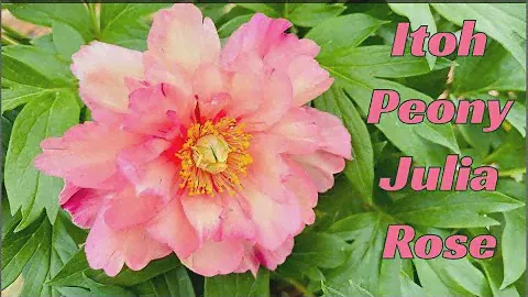 ITOH PEONY JULIA ROSE. Hoa Peony Đẹp Ngọt Ngào, Đẹp Kiêu Sa, Đẹp Lộng Lẫy. Đẹp Xĩu Ngang Xĩu Dọc 😜