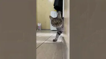 cat video#cat #catfancy#cutecat#nicecat