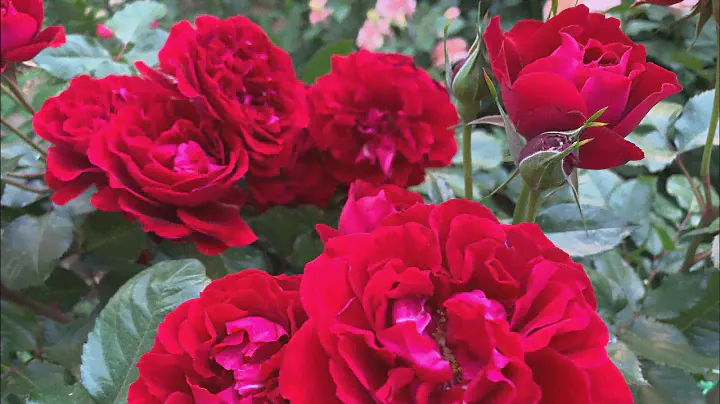 Роза Изабель Ренессанс ( Rose Isabelle Renaissance ) 13.06.2022 г. Киев