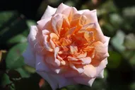 Роза Belle du Seigneur (Бэль дю Сэнер)