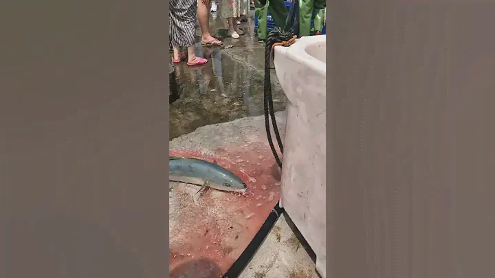 Amazing cutting skill, cutting fresh giant Malata cand Oriental TUNA 光榮定置漁場 seafood fishport wild