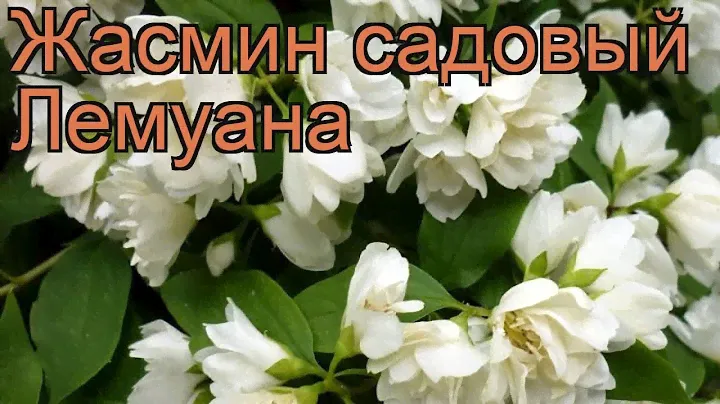 Жасмин садовый Лемуана 🌿 садовый жасмин Лемуана обзор: как сажать, саженцы жасмина Лемуана