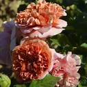 Belle De Anjou