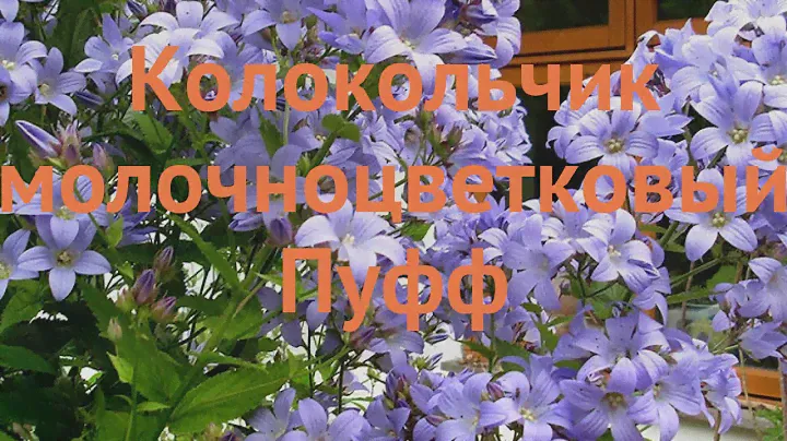 Колокольчик молочноцветковый Пуфф (white pouffe) 🌿 обзор: как сажать, саженцы колокольчика Пуфф
