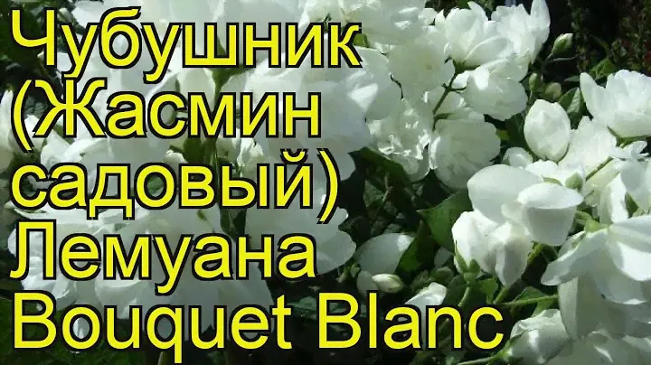 Чубушник лемуана Букет Бланк. Краткий обзор, описание philadelphus lemoine Bouquet Blanc