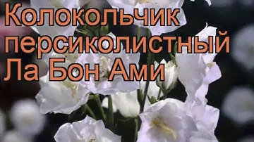 Колокольчик персиколистный Ла Бон Ами 🌿 обзор: как сажать, рассада колокольчика Ла Бон Ами