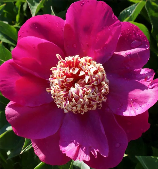 Paeonia Barrington Belle Пион Баррингтон Белль
