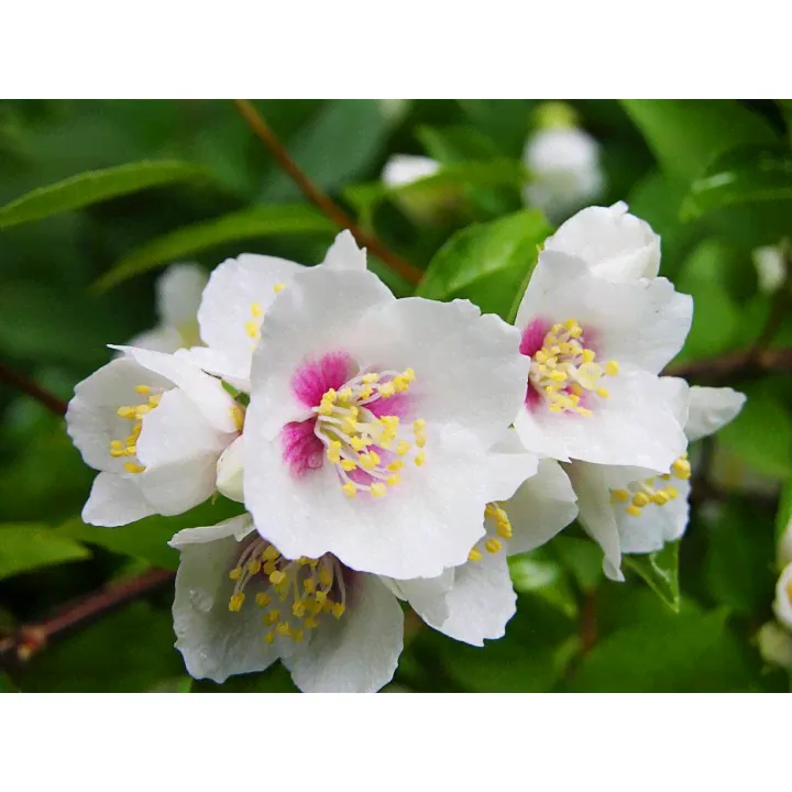 Чубушник Бель Этуаль Philadelphus 'Belle Etoile'-0