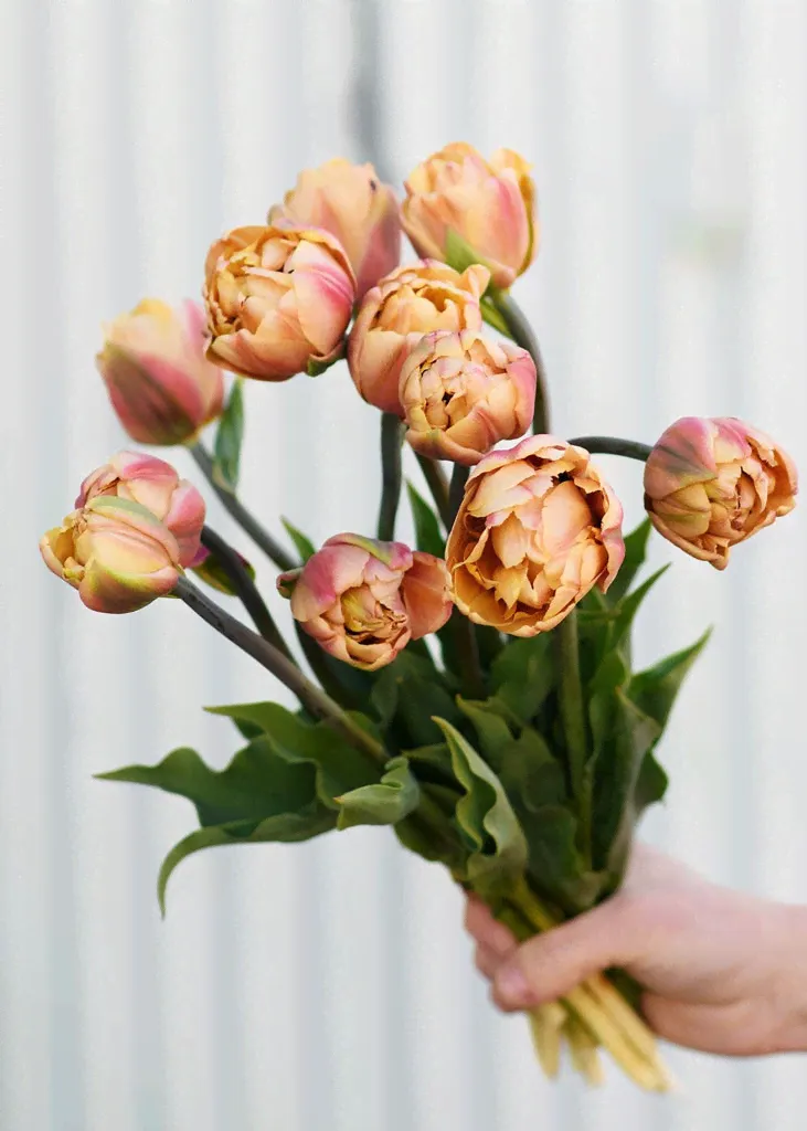 Pre-Cooled La Belle Epoque Tulip Bulbs