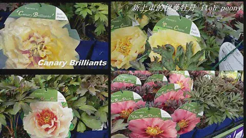 专业花圃新上市的伊藤牡丹 Itoh peony 有许多品种Prairie Charm／Canary Brilliants／Magical Mystery Tour等