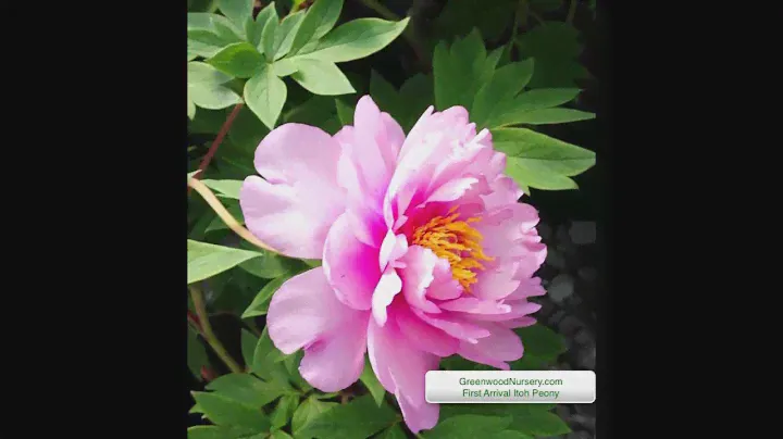First Arrival Itoh Peony