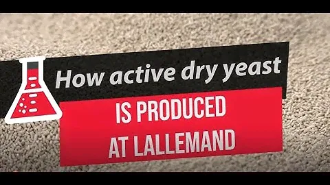 Как сухие дрожжи производятся в Lallemand