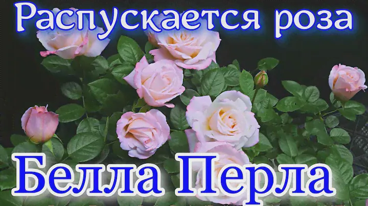 Как распускается роза  Белла Перла - Belle Perle (Delbard 1997)