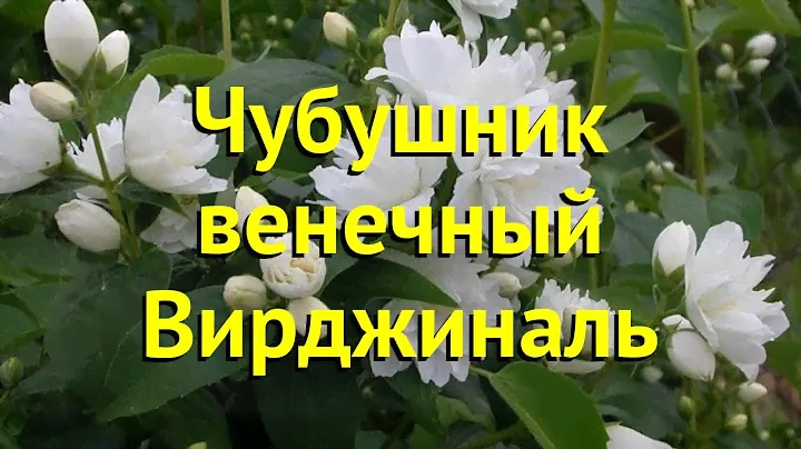 Чубушник венечный Вирджиналь. Краткий обзор, описание характеристик philadelphus coronarius Virginal