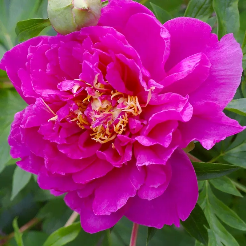 Belle Toulousaine Itoh Peony-0