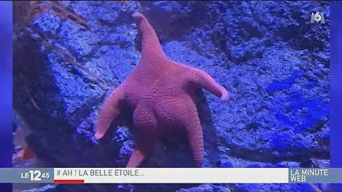 Ah ! La belle étoile de mer