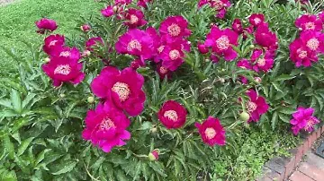 Tower Hill, June 7 '22 - 3 - Peonies 'Barrington Belle', 'Lorelei', 'Krinkled White' - Lawn Garden